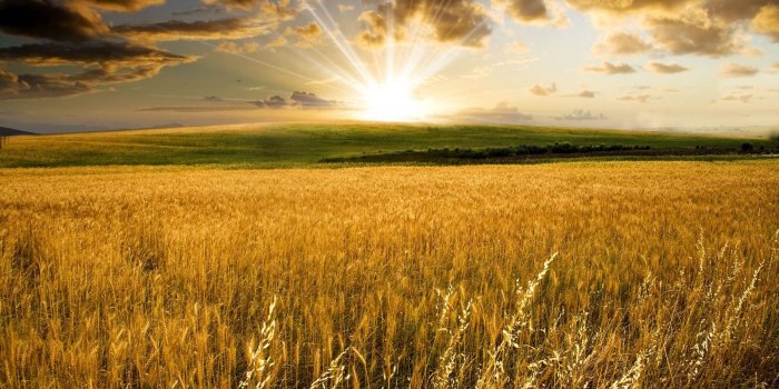 1920x1080 field - Pesquisa Google | Field wallpaper, Hd nature wallpapers, Wheat  fields