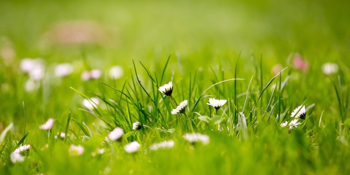 5061x3374 12 Beautiful Green Grass Field HD Wallpapers | OSXDaily