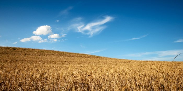 1920x1080 Wheat Field Wallpaper #6850199