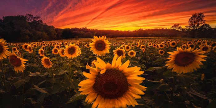 3305x2644 Sunflower Field 5k, HD Nature, 4k Wallpapers, Images, Backgrounds, Photos  and Pictures