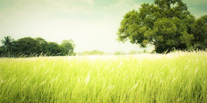 2560x1600 Field Wallpapers #6789964