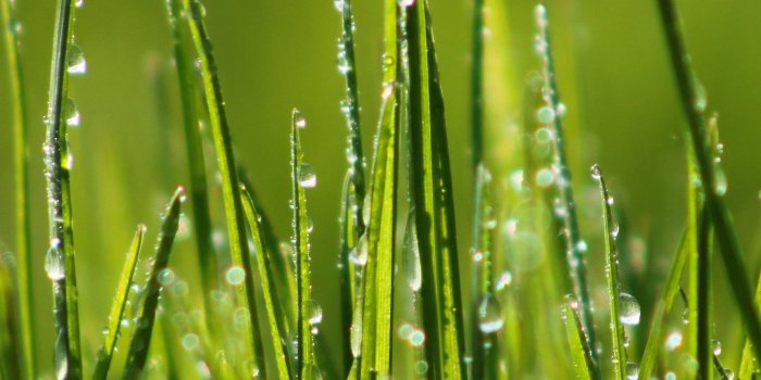 2160x3840 Wallpaper Green grass, 4k, HD wallpaper, 8k, field, dew, Nature #4708