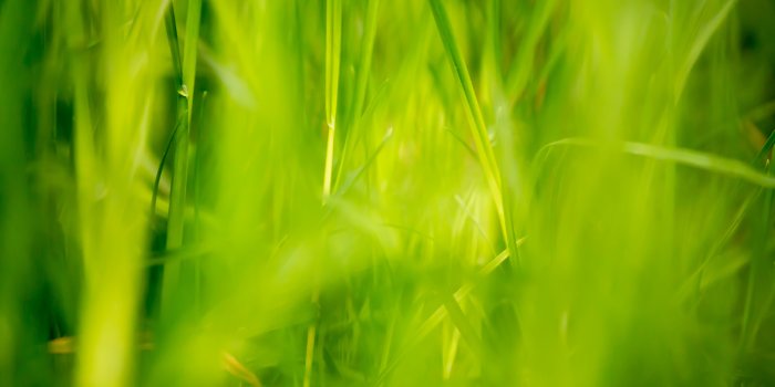 5472x3648 12 Beautiful Green Grass Field HD Wallpapers | OSXDaily