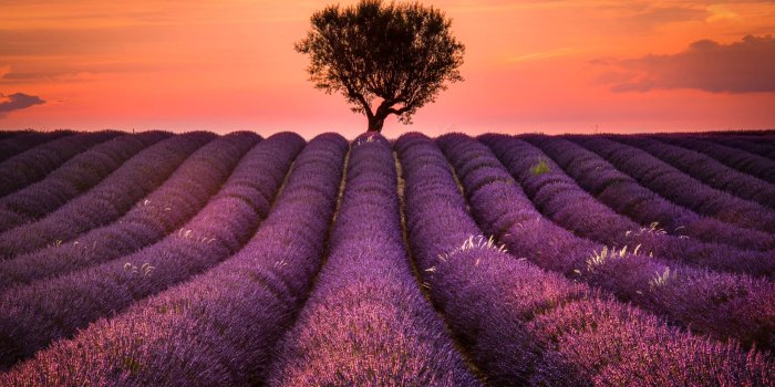 2560x1440 2560x1440 Lavender Field 1440P Resolution Wallpaper, HD Nature 4K Wallpapers,  Images, Photos and Background - Wallpapers Den