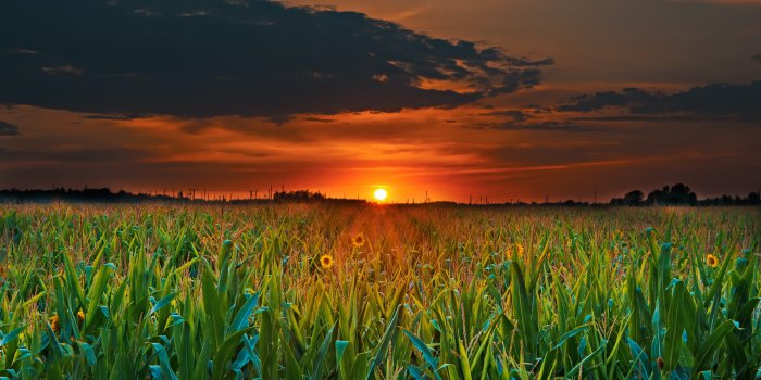 3000x2000 Crop Field and Sunset · Free Stock Photo