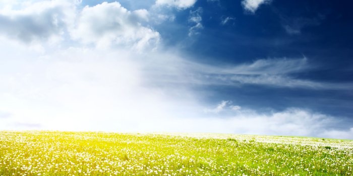 2560x1600 Flower Field Wallpapers | Best Wallpapers