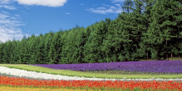 2048x2732 Field of Flowers Wallpaper - iPhone, Android & Desktop Backgrounds