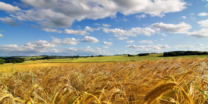 2880x1800 Wheat Field Wallpapers