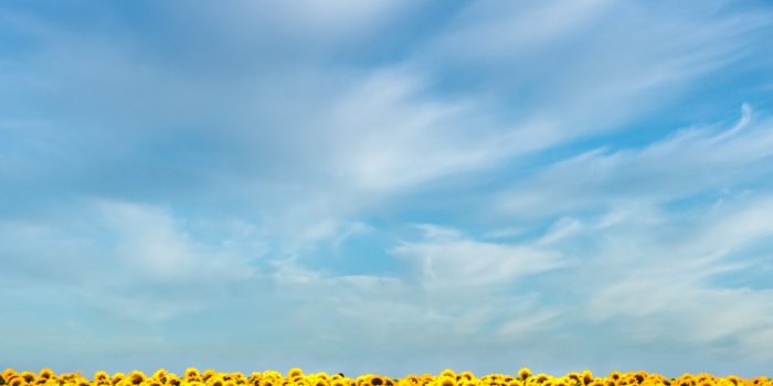 1000x1499 Sunflower Wallpapers: Free HD Download [500+ HQ] | Unsplash