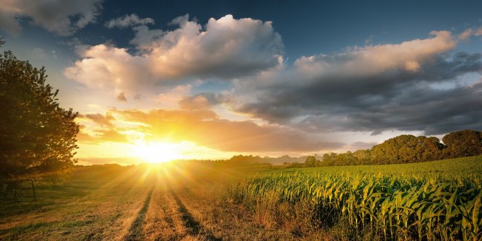 1332x850 Wallpaper field, summer, morning images for desktop, section природа -  download