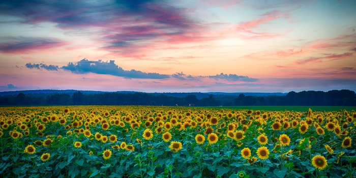 7680x4320 Sunflowers Flower Field Nature Landscape Sky Nature Scenery4K Wallpaper #179