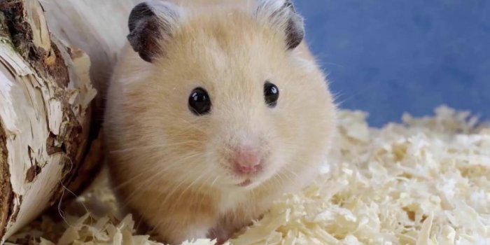 1200x675 Hamster Pet Care | Livonia Vetyerinarian | Sheehy Animal Hospital