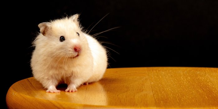 3317x1866 Hamsters Photos, Download Free Hamsters Stock Photos & HD Images
