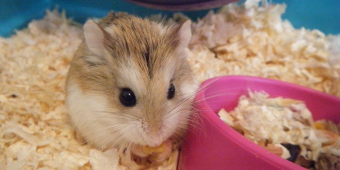 1600x1200 Small Animal — Rocky Top Pets