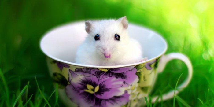 1440x900 Animals Wallpaper: Mouse in a cup | Cute hamsters, Hamster, Animals images