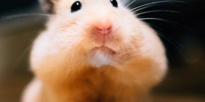 1689x1689 30 Cute Hamster Pictures You Need to See | Funny Hamster Photos