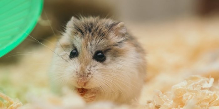 1125x750 Close Up Photo of Cute Fluffy Hamster · Free Stock Photo