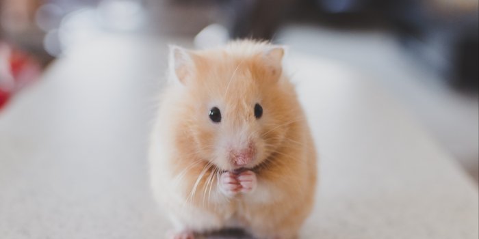 4239x2384 Terms & Conditions | Thiensville-Mequon Small Animal Clinic