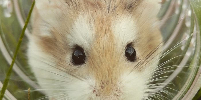 1200x1200 Hamster Wallpaper Images | Free Photos, PNG Stickers, Wallpapers &  Backgrounds - rawpixel