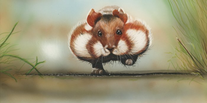 3494x2526 40+ Hamster HD Wallpapers and Backgrounds