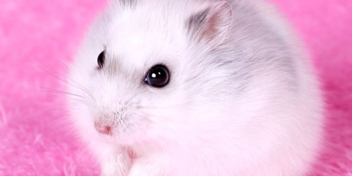 1288x966 Hamsters: What Is Wet Tail? | Pets Magazine