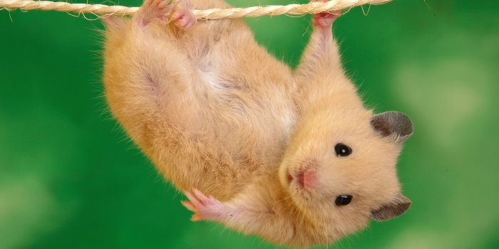 1600x1200 Hamster Wallpapers - Pets Cute and Docile