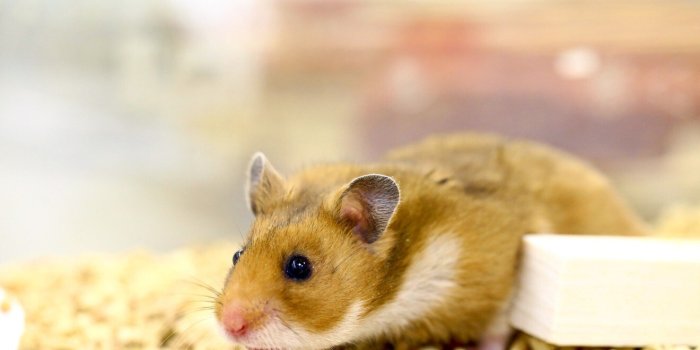1320x770 Coronavirus: hamster research shows effectiveness of masks 'huge' in  Covid-19 battle, Hong Kong scientists say | South China Morning Post