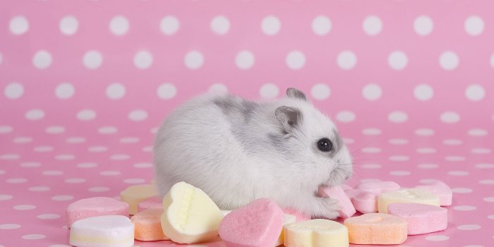 1920x1200 40+ Hamster HD Wallpapers and Backgrounds