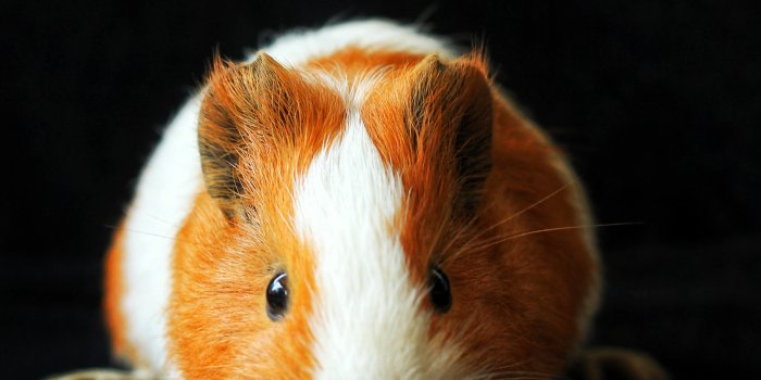 2848x4272 Hamsters Photos, Download Free Hamsters Stock Photos & HD Images