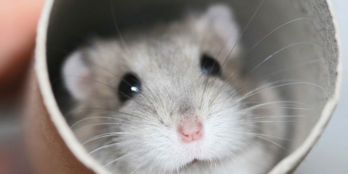 1600x1067 Hamster Wallpapers - Animals Town