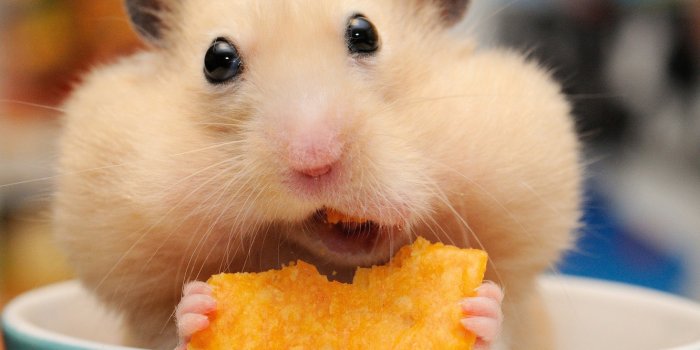 1332x850 Wallpaper hamster, muzzle, mug, lunch, rodent, chips, cheeks images for  desktop, section животные - download
