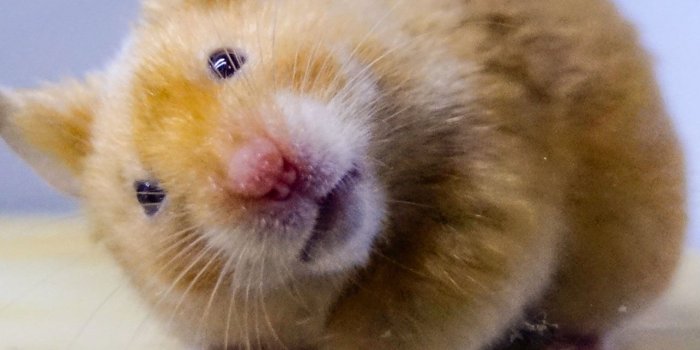 1284x2778 Best Hamster iPhone HD Wallpapers - iLikeWallpaper