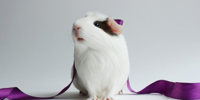 3840x2160 Wallpaper hamster, cute hamster, white, close-up, purple, ribbon, white  background, Animals #1060