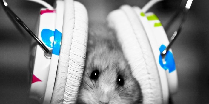 2560x1920 hamster, Animals, Headphones Wallpapers HD / Desktop and Mobile Backgrounds