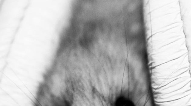 630x1280 Hamster wallpaper by Abro2 - Download on ZEDGE™ | 795b