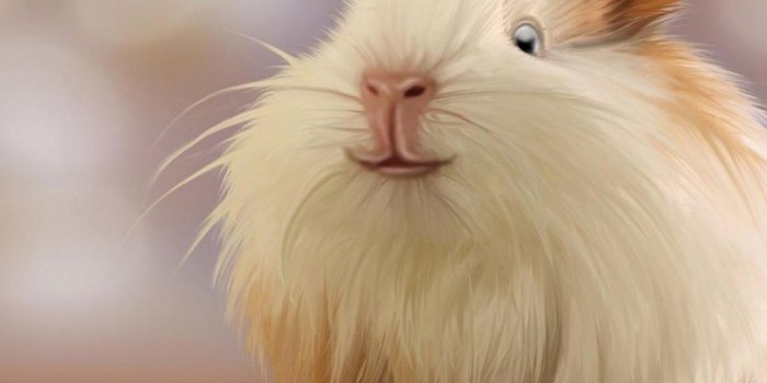 1024x768 Hamster 4K wallpapers for your desktop or mobile screen free and easy to  download