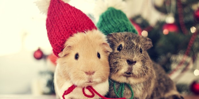 2048x1365 Hamsters 4K wallpapers for your desktop or mobile screen free and easy to  download