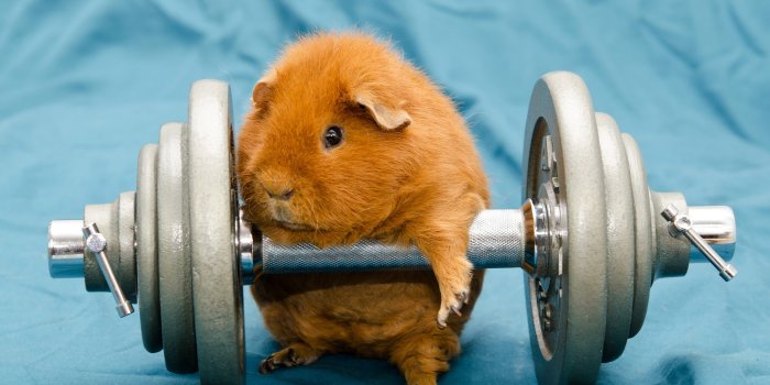 2560x1600 Wallpaper Brown Hamster, Humor, Animals - Wallpaperforu