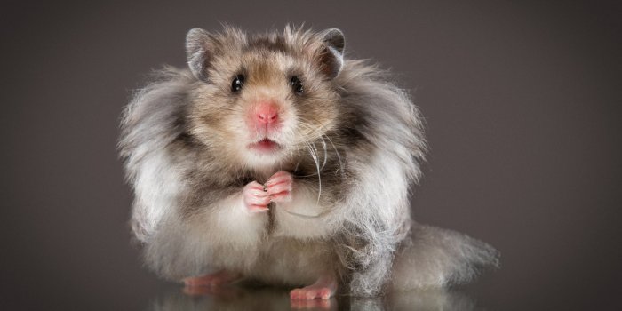 1332x850 Wallpaper look, background, hamster, fluffy, rodent, Natalia Lays, The  Syrian hamster images for desktop, section животные - download