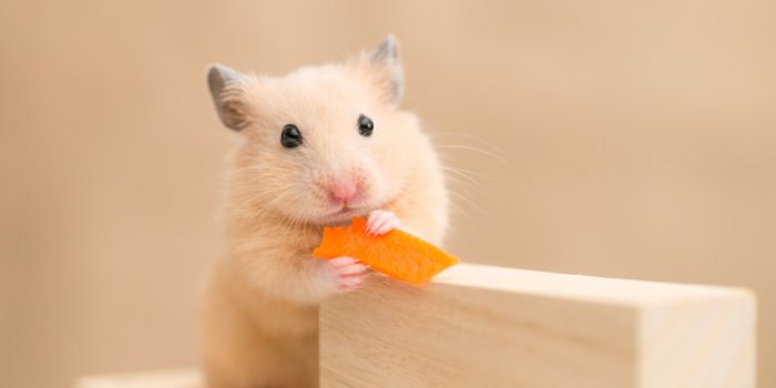 4200x2975 animals #hamster #4K #wallpaper #hdwallpaper #desktop | Hamster, Animals,  Hamsters as pets
