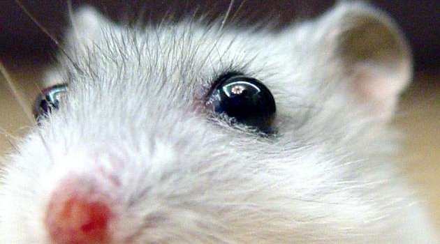 630x1280 Hamster wallpaper by klaudika1710 - Download on ZEDGE™ | 4fe6