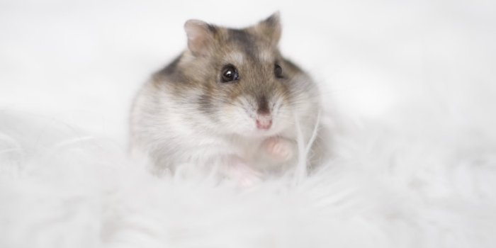 1000x1500 white and brown short fur cat on white snow photo – Free Image on Unsplash