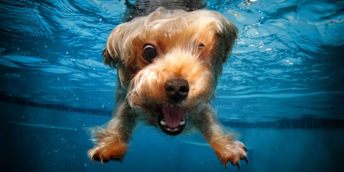 2560x1767 Cute Animals Wallpaper, Terrier, Funny, Dog, Underwater, Canine, One Animal  - Wallpaperforu