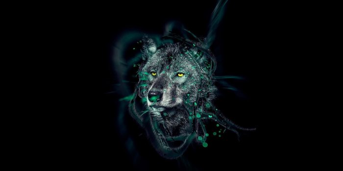 1920x1200 Wolf HD Wallpapers Free download - PixelsTalk.Net