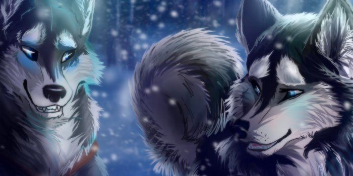 1332x850 Wallpaper winter, animals, look, snow, predators, wolves images for  desktop, section животные - download