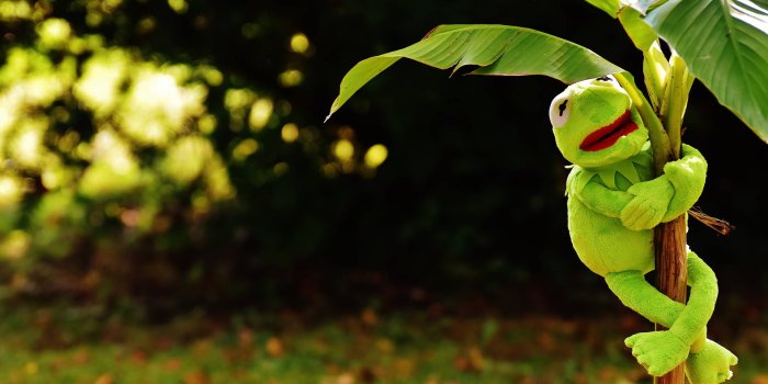 1920x1247 Download Kermit The Frog On Tree Wallpaper | Wallpapers.com
