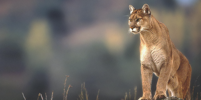 3840x2160 Mountain lion, Windows 98 [4k] : r/wallpapers