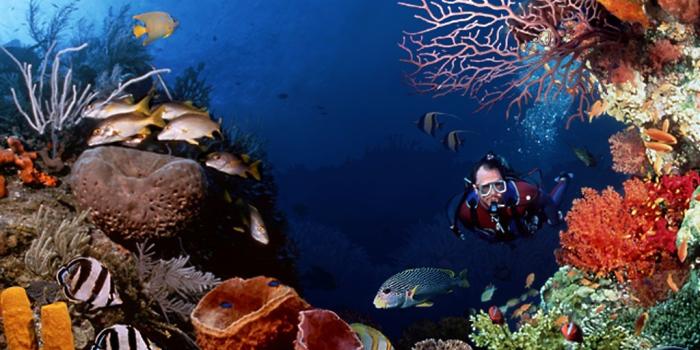 1024x768 never obsolete - Windows 98 - Underwater wallpaper