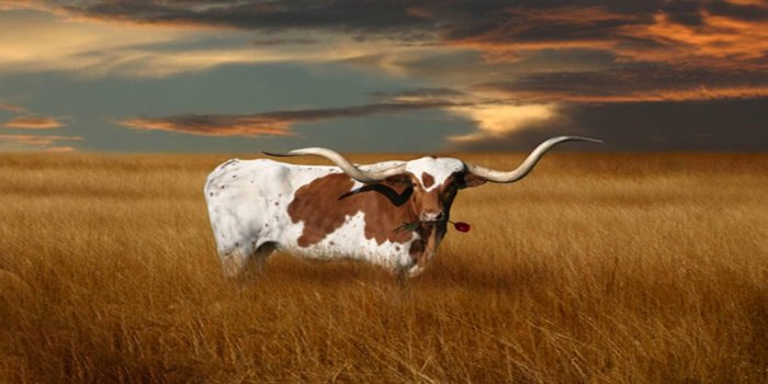 1920x1200 Download Texas Longhorn Cattle Wallpaper | Wallpapers.com