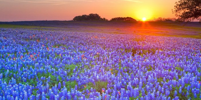 1920x1080 Texas Bluebonnets HD Wallpapers and Backgrounds